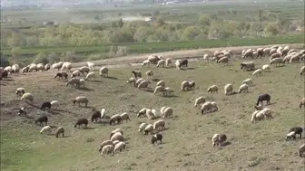 Bitlis'te hayvanlarını otlatırken yüksekten düşen yaşlı adam öldü