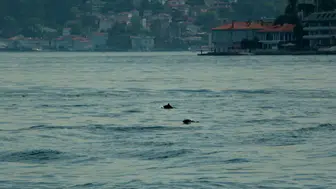 İstanbul Boğazı'nda yunuslar görülmeye başladı