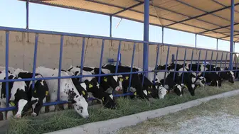 Niğde Kiledere'de büyükbaş hayvanlarda şap alarmı : Bölge karantinaya alındı