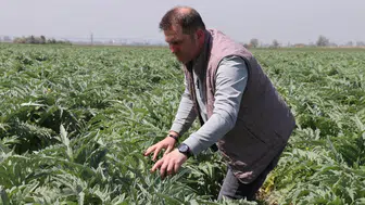 Bursa'da miras kalan toprakta enginar üretimi