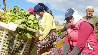 Manisa Sarıgöl'de tütün dikimi başladı