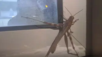 Diyarbakır'da dev çekirge görenleri şaşkına çevirdi