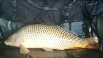 Samsun'da kaçak avcılık : 60 kilo sazan balığı ele geçirildi