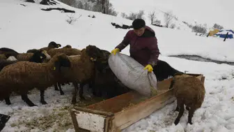 Bitlis'te bitmeyen kış : Küçükbaş hayvancılık zor durumda