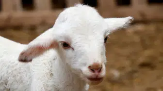 13 yaşındaki çocuktan Gazze’ye 100 bin liralık yardım ! Kuzusunu satıp parayı Filistin’e gönderdi