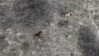 Erzincan'da ayılar kış uykusundan uyandı