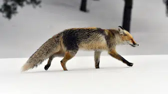 Kars Sarıkamış'ta yaban hayvanları görüldü