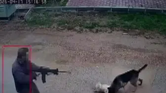 Antalya'da bir şahıs kavga eden sokak köpeklerine ateş açtı