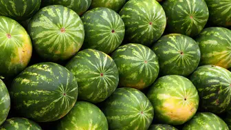 Sezonun ilk karpuzları alıcılarıyla buluştu : Kilosu 50 TL