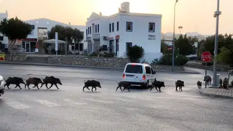 İstanbul'da şok eden görüntüler : Aç domuzlar hastane bahçesine kadar indi
