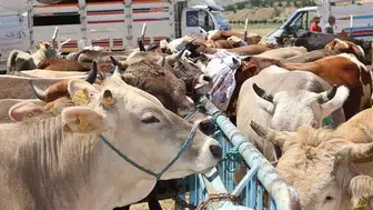 Bursa'da Kurbanlık Alacaklar İçin Pazar Ne Zaman Açılacak?