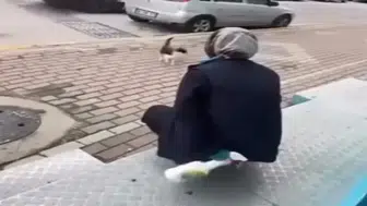 Kocaeli'de kedinin yüzüne yağ çözücü sprey sıkan market çalışanı gözaltına alındı