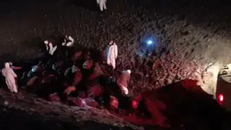 Iğdır'da arıdan korkan koyunlar birbirini ezdi