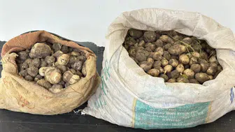 Tunceli'de salep soğanı operasyonu : 3 kişiye 2 milyon TL ceza