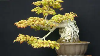 Kocaeli'de bonsai ağaçları neden bu kadar değerli? Fiyatı şoke etti