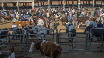 Kars'ta hayvan pazarlarında hareketlilik