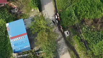 Sakarya'da kaybolan 7 büyükbaş hayvan jandarma dronuyla bulundu
