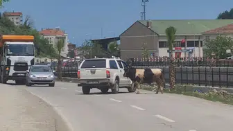 Kastamonu'da ilk dana kaçtı !