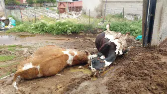 Niğde’de ahıra yıldırım düştü : 2 inek telef oldu