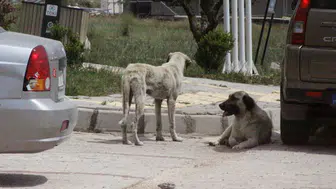 Hatay'da 7 yaşındaki çocuğa sokak köpekleri saldırdı