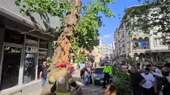 Bursa'da seyir halindeki araçların üzerine ağaç devrildi : 1 yaralı