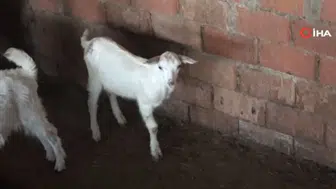 Çanakkale’de 3 bacaklı oğlak doğdu ! Görenler şaşkınlığa uğradı