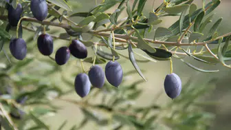 Avrasya'nın zeytin stratejileri İzmir’de belirleniyor