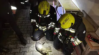 Bolu'da apartman dairesinde yangın çıktı : Kedi telef oldu