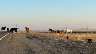 Tekirdağ Çerkezköy’de zincirleme kaza : Yola çıkan atlar trafiği birbirine kattı !