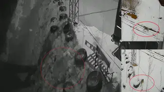 Bayburt'ta yiyecek arayan vahşi hayvanlar köye indi : Ayı, kurt ve tavşanın peşine takıldı