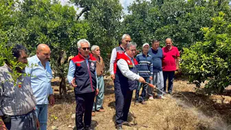 Mersin'de Akdeniz meyve sineğine karşı mücadele