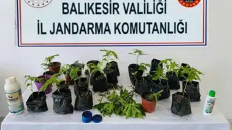 Erdek'te jandarmadan baskın : Yasa dışı ekilen 32 kök kenevir ele geçirildi