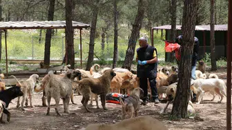 Kilis’te 3 bin sahipsiz köpek için dev yaşam alanı kuruldu