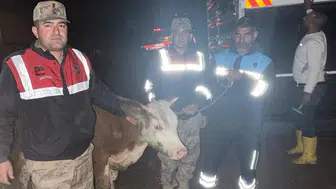 Şanlıurfa'da büyükbaş hayvan çalındı