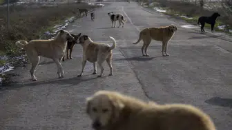 'Sahipsiz hayvanların %46'sı toplandı'