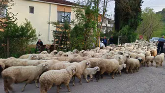 Ordu'da havalar ısındı, yayla göçü başladı