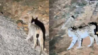 Tunceli'de koruma altında olan vaşak görüntülendi