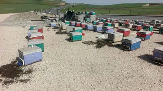 Yayla yolunda araç arızalandı , kovanlar yola saçıldı : Binlerce arı telef oldu
