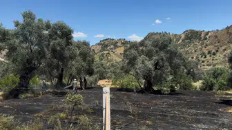 Aydın'da zeytin bahçesinde korkutan yangın