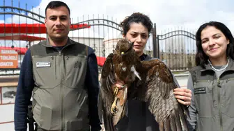 Kars Sarıkamış'ta yaralı kızıl şahin bulundu