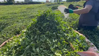 Çaykur Kontenjan uygulaması ne zaman bitecek, kaç gün sürecek?