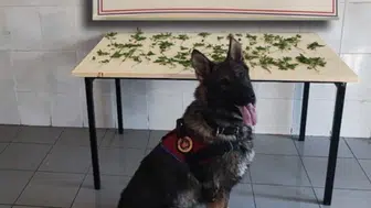Bolu’da uyuşturucu ve kaçakçılık operasyonu : 7 gözaltı, 3 tutuklama