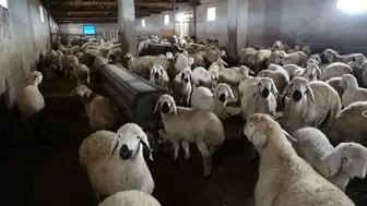 Elazığ'da ağıla giren kurt, 8 koyunu telef etti