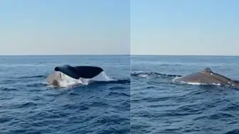 Alanya açıklarında balina görüldü