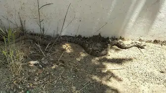 Muğla Menteşe'de okul bahçesinde zehirli yılan paniği