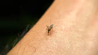 Sivrisineklerin en sevdiği insan tipi belli oldu! Eğer sizi sürekli ısırıyorlarsa sebebi bu