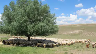 Erzurum'da çoban kayboldu, arama çalışmaları başlatıldı