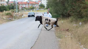 Elazığ’da sahibinin elinden kaçan dana mahalleyi birbirine kattı