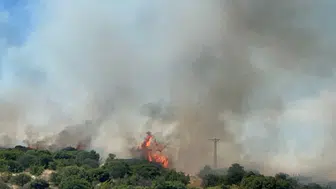 Çanakkale Ezine'de ormanlık alanda yangın