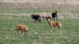 Hakkari'de dehşet anları : Sürü halindeki köpeklerin saldırdığı çocuk son anda kurtuldu